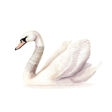 AI1-215 Art Print "Lace Neck Swan"
