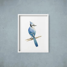 AI1-202 Art Print "Watercolour Blue Jay"
