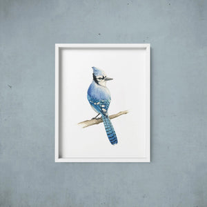 AI1-202 Art Print "Watercolour Blue Jay"